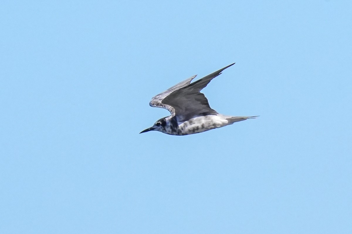 Black Tern - ML616203039