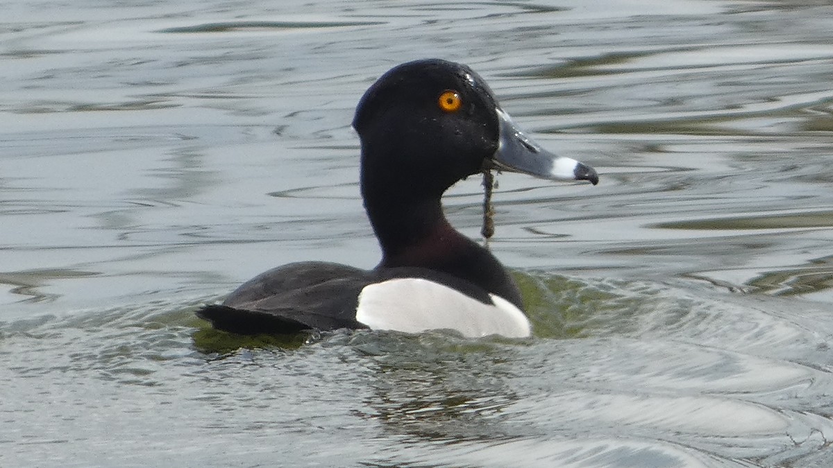 Ring-necked Duck - ML616203249