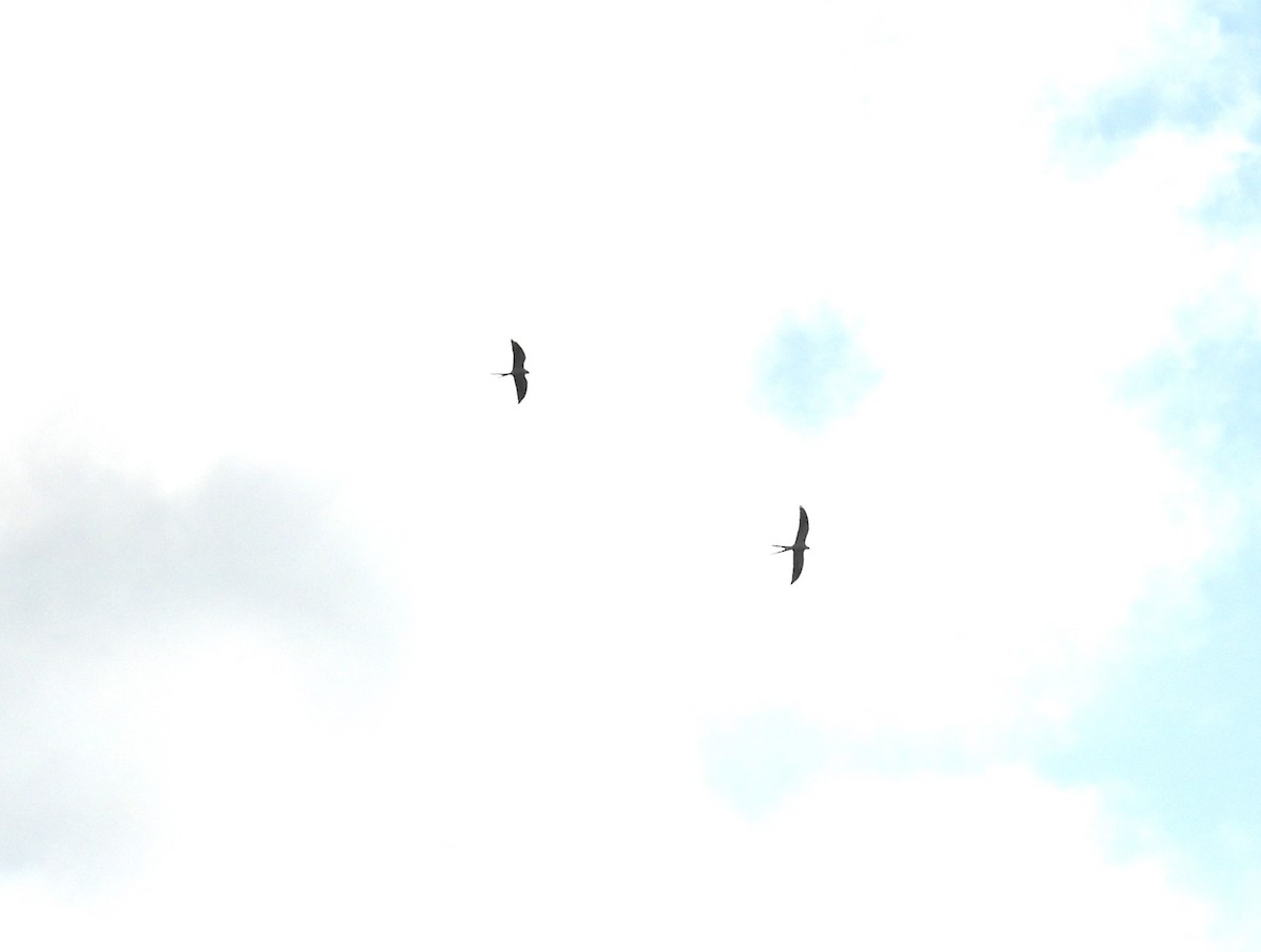 Swallow-tailed Kite - ML616203421