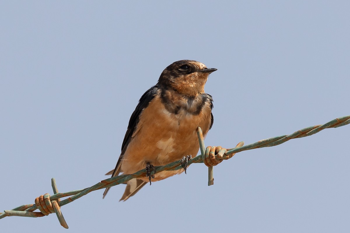 Barn Swallow (Tytler's) - ML616203472