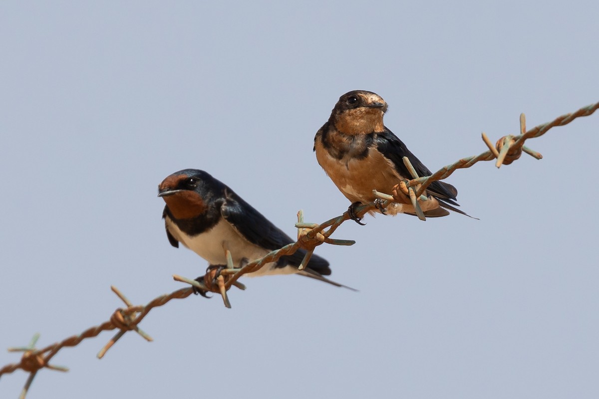 Barn Swallow (Tytler's) - ML616203473