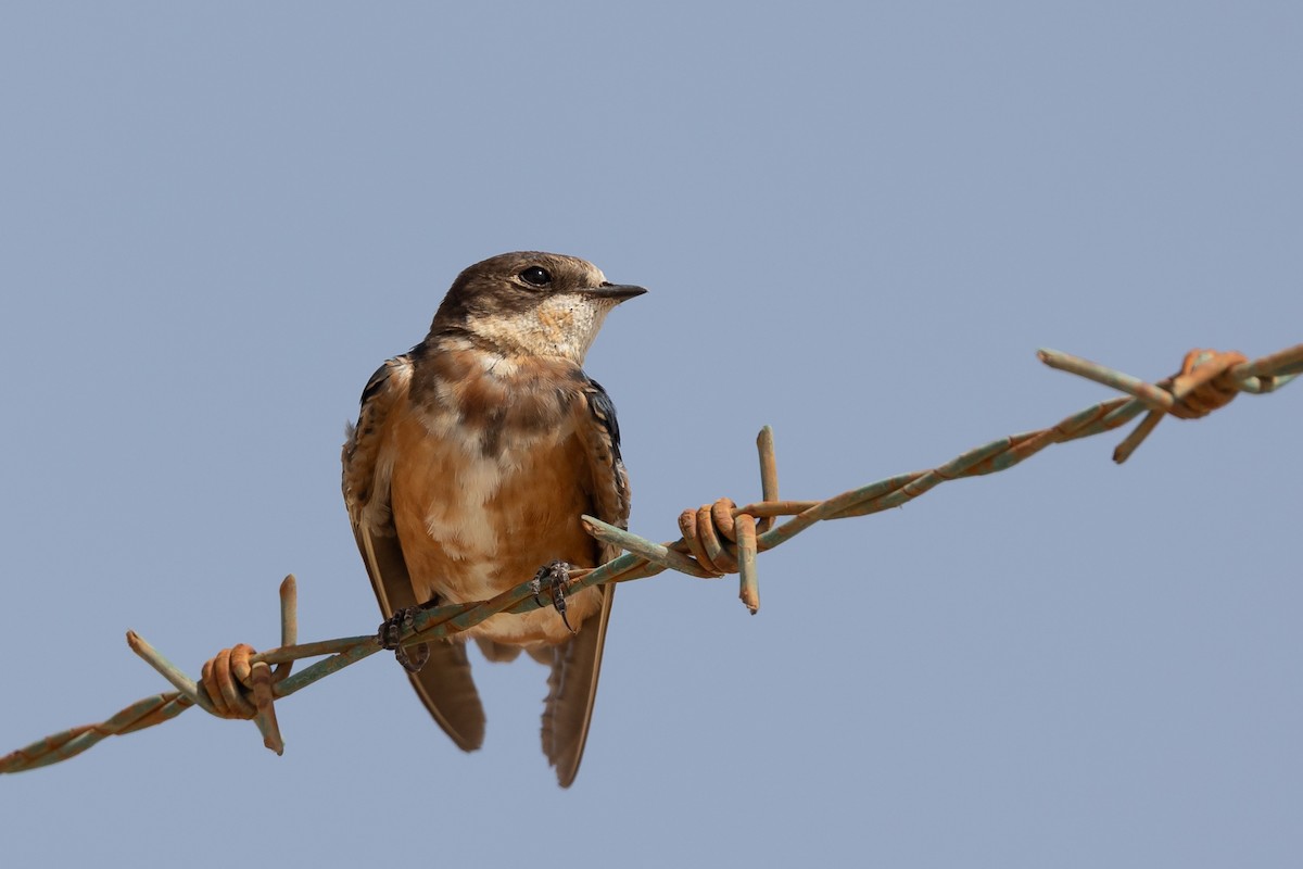 Barn Swallow (Tytler's) - ML616203474