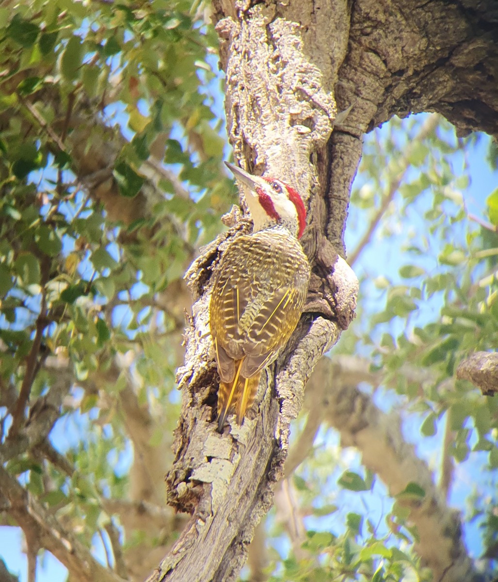 Bennett's Woodpecker - ML616203519