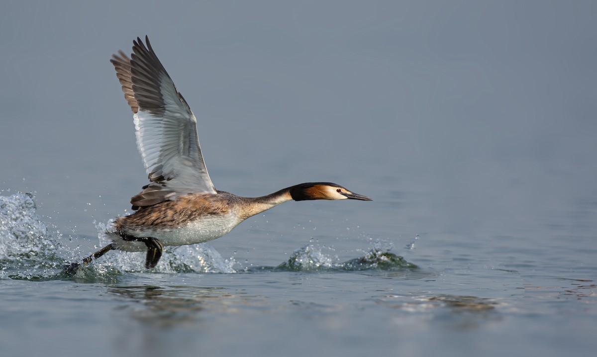 Great Crested Grebe - ML616203639
