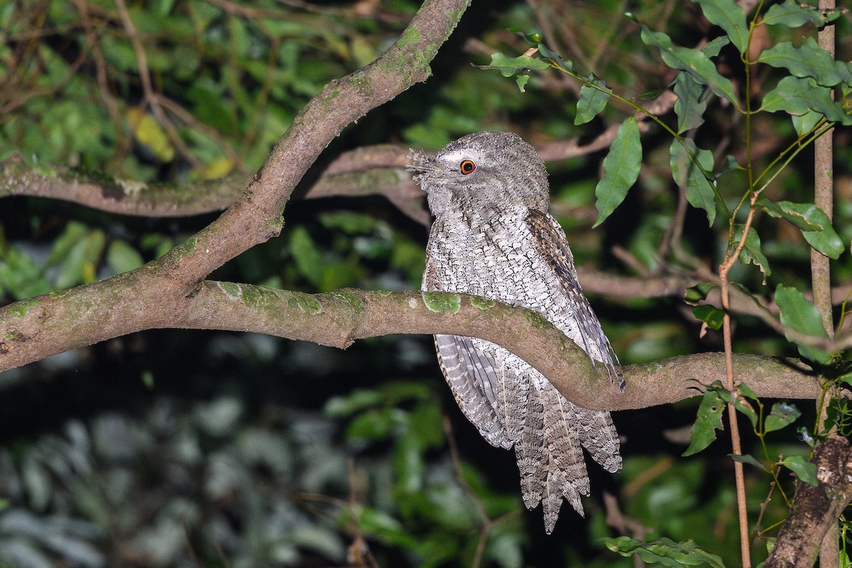 Marbled Frogmouth - ML616203649