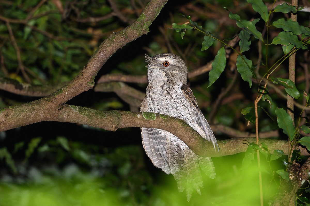 Marbled Frogmouth - ML616203650
