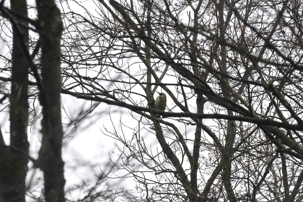 Eurasian Green Woodpecker - ML616203883
