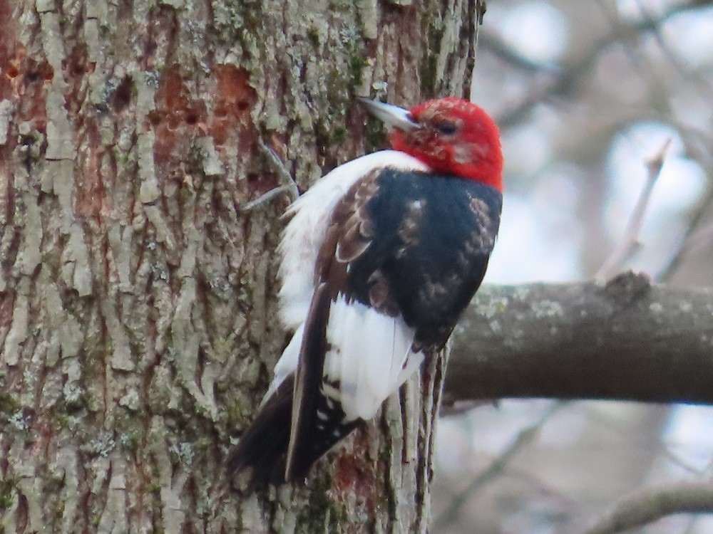 Red-headed Woodpecker - ML616203989