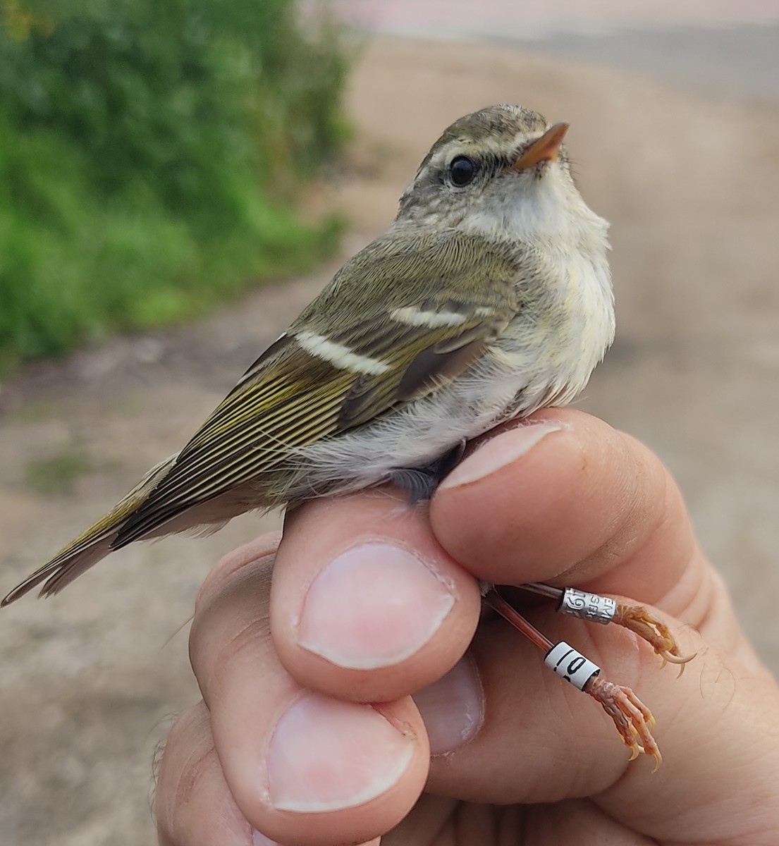 Yellow-browed Warbler - ML616203990