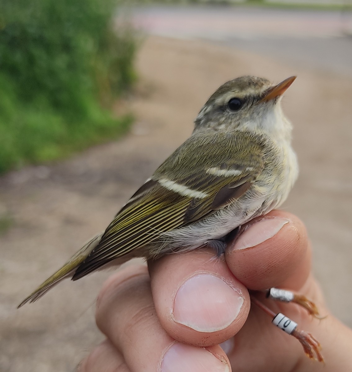 Yellow-browed Warbler - ML616203992