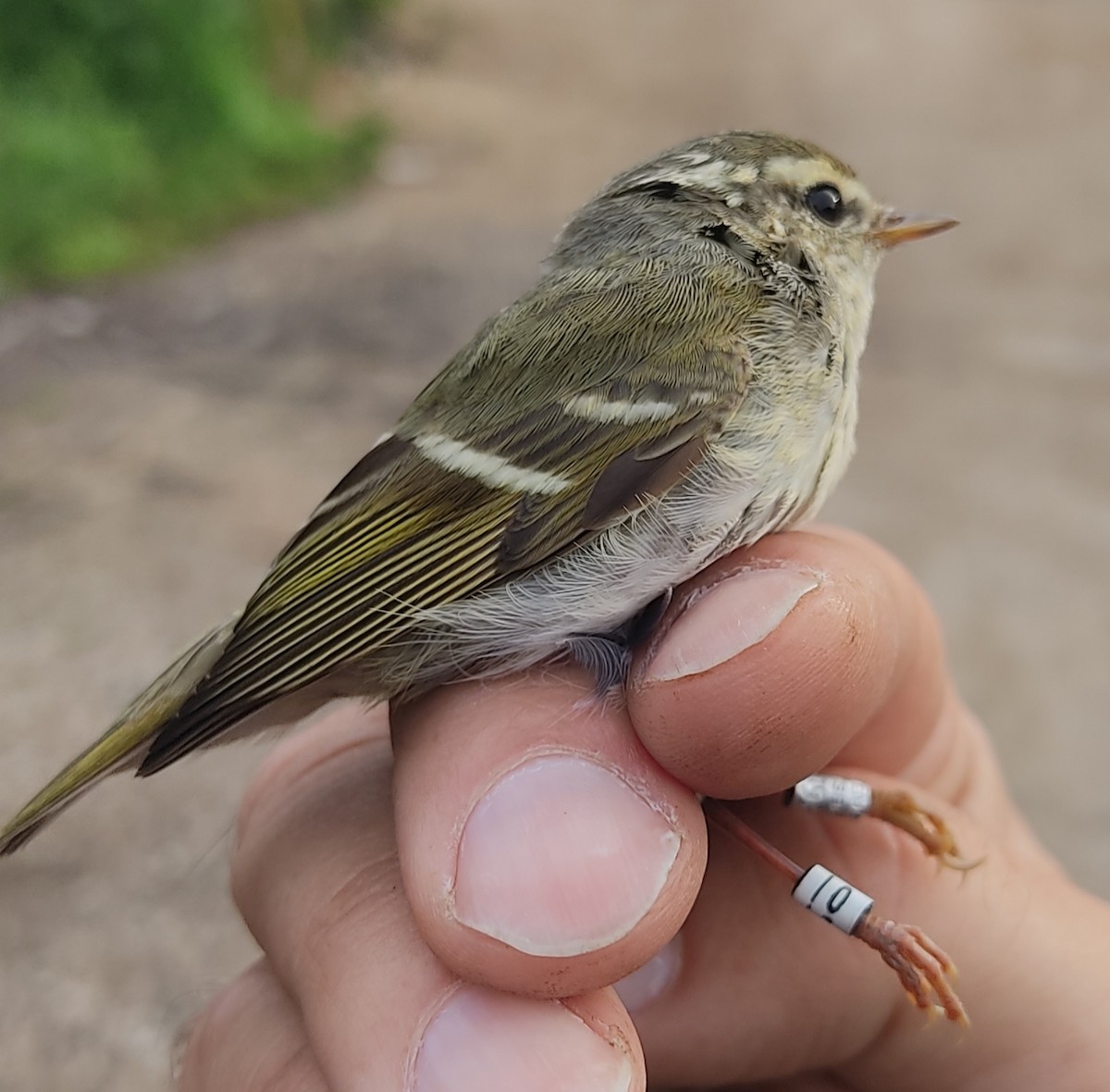 Yellow-browed Warbler - ML616203993