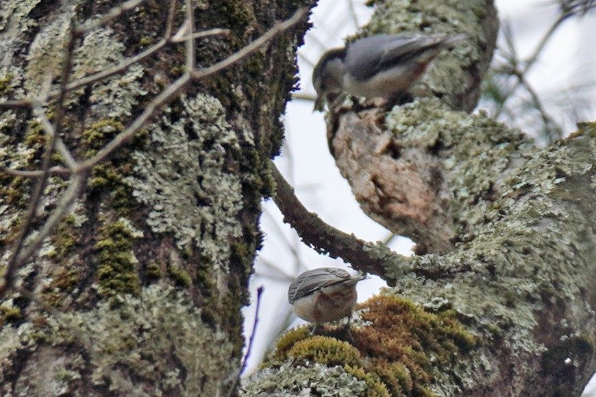 White-breasted Nuthatch - Susan Iannucci