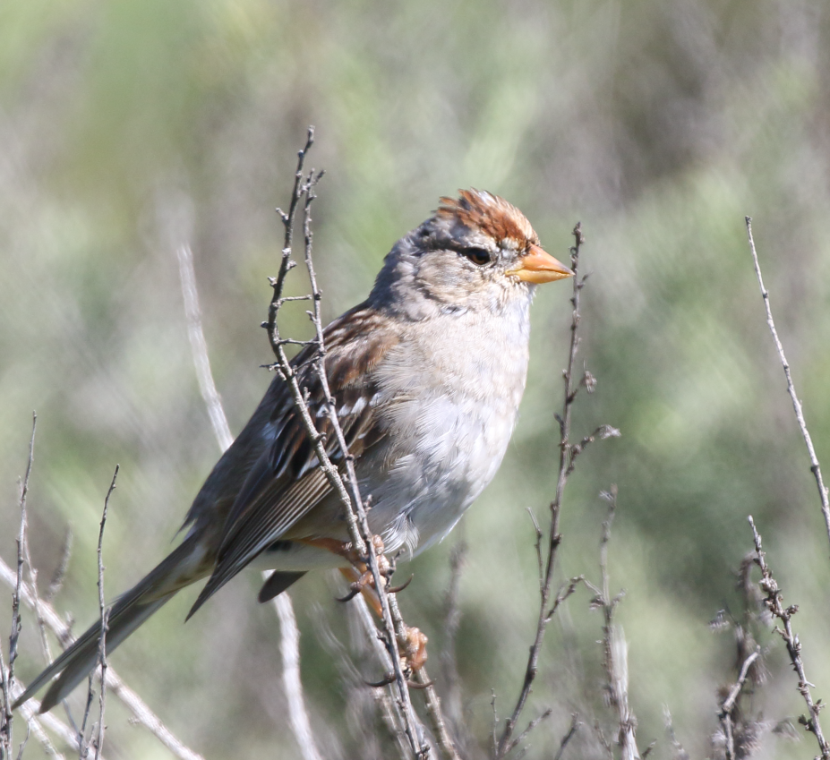 White-crowned Sparrow - ML616204239