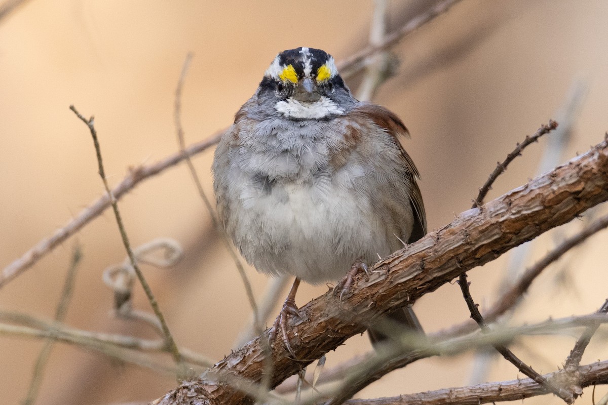 White-throated Sparrow - Kent Fiala