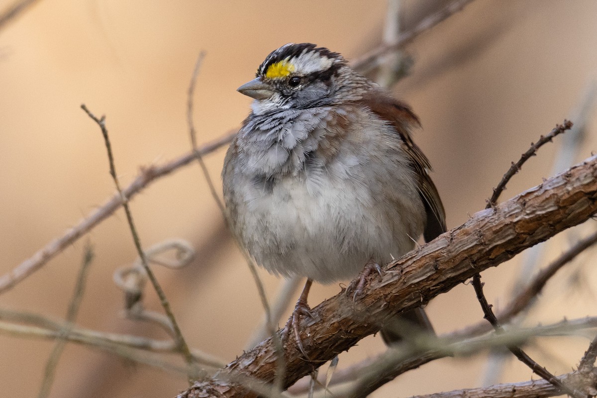 White-throated Sparrow - ML616204282