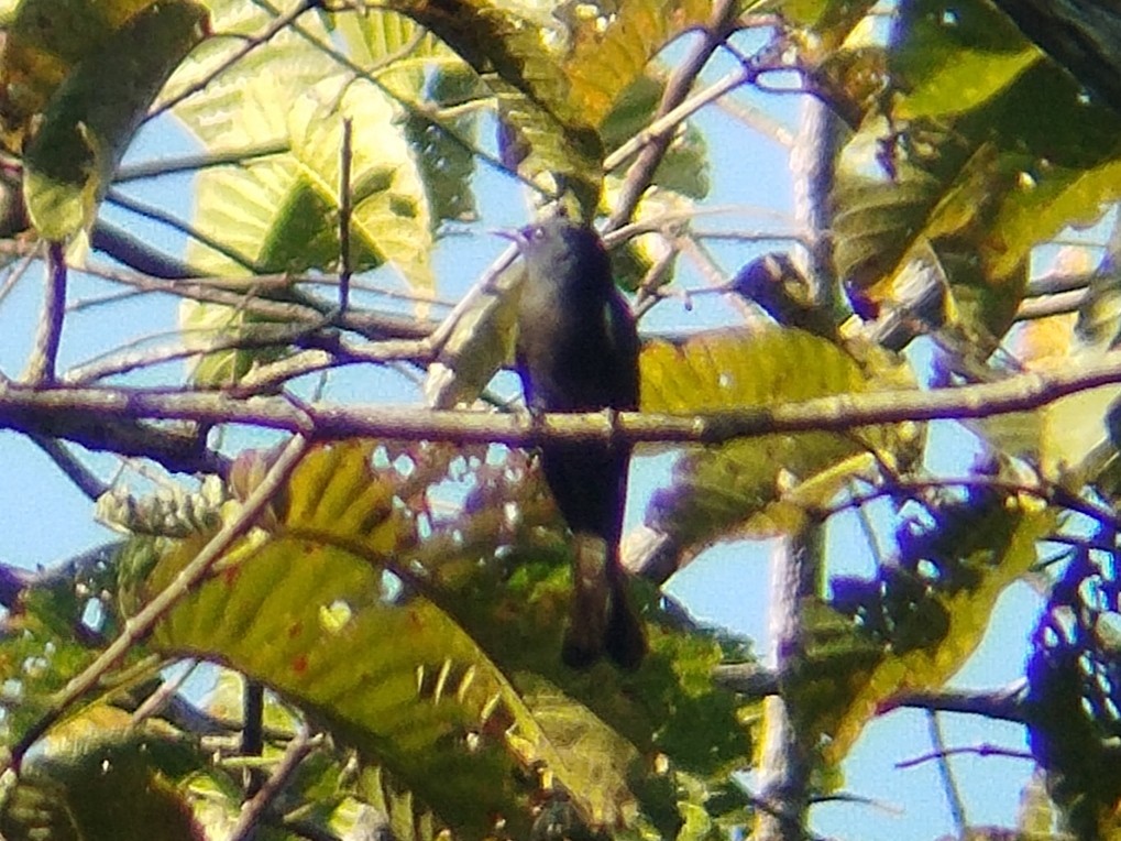 Square-tailed Drongo-Cuckoo - Lars Mannzen