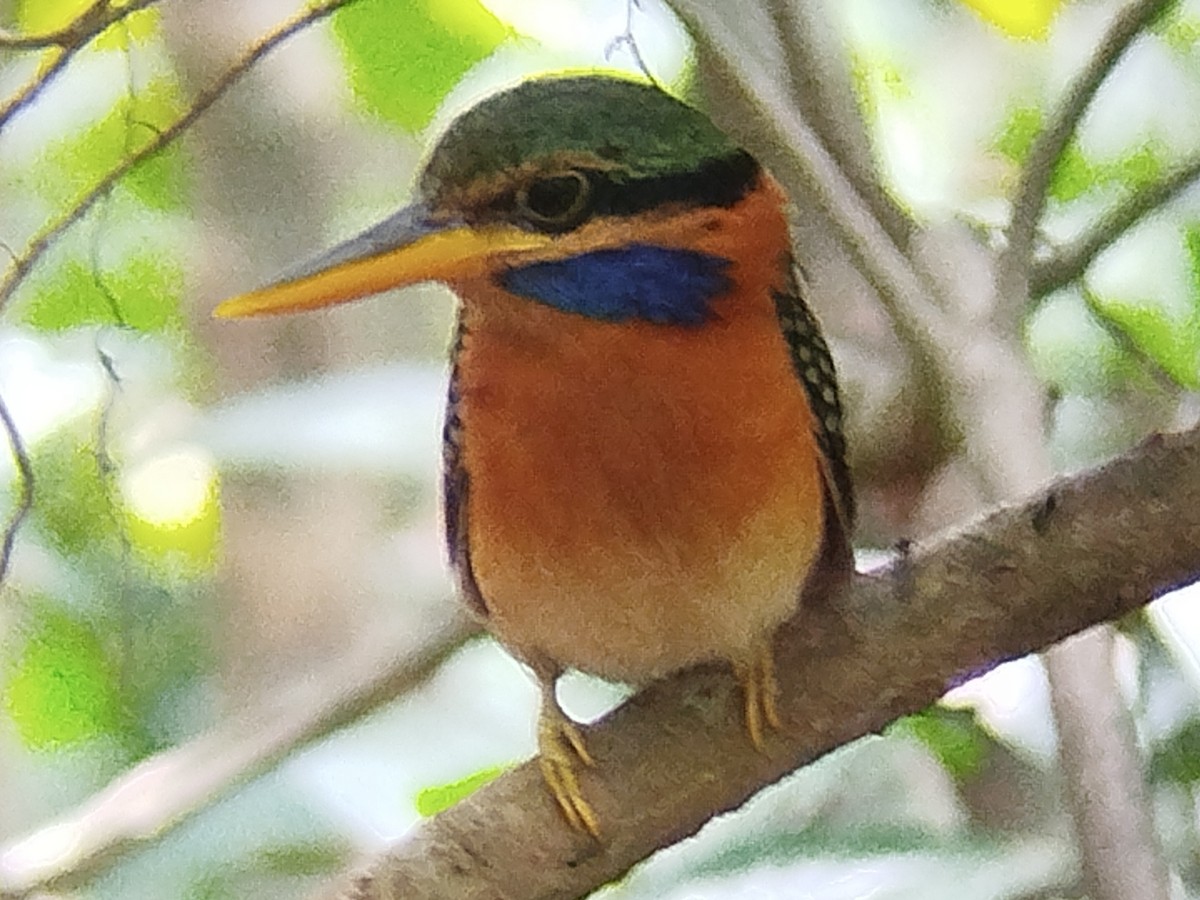 Rufous-collared Kingfisher - ML616204308