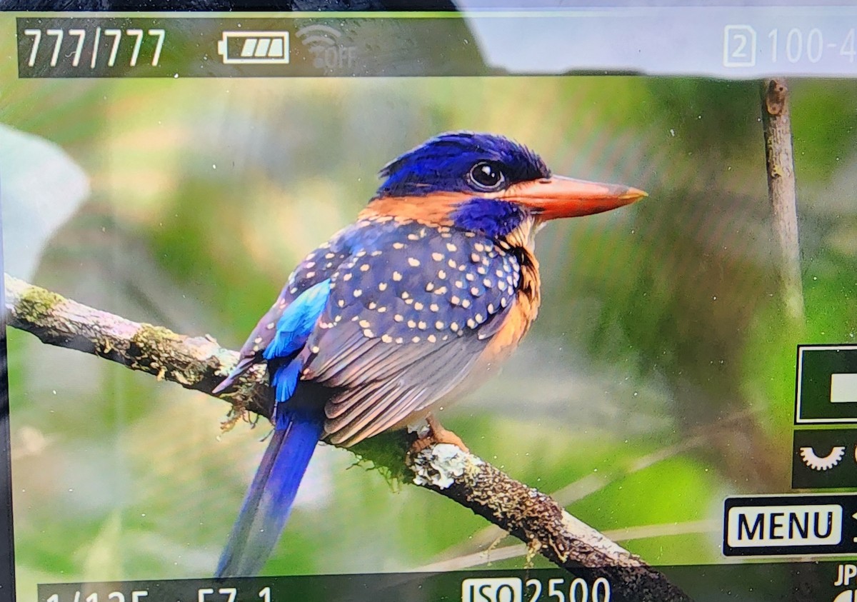 Blue-capped Kingfisher - ML616204332