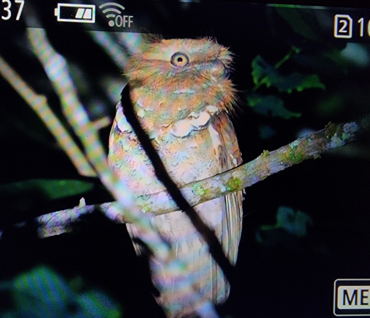 Philippine Frogmouth - ML616204342