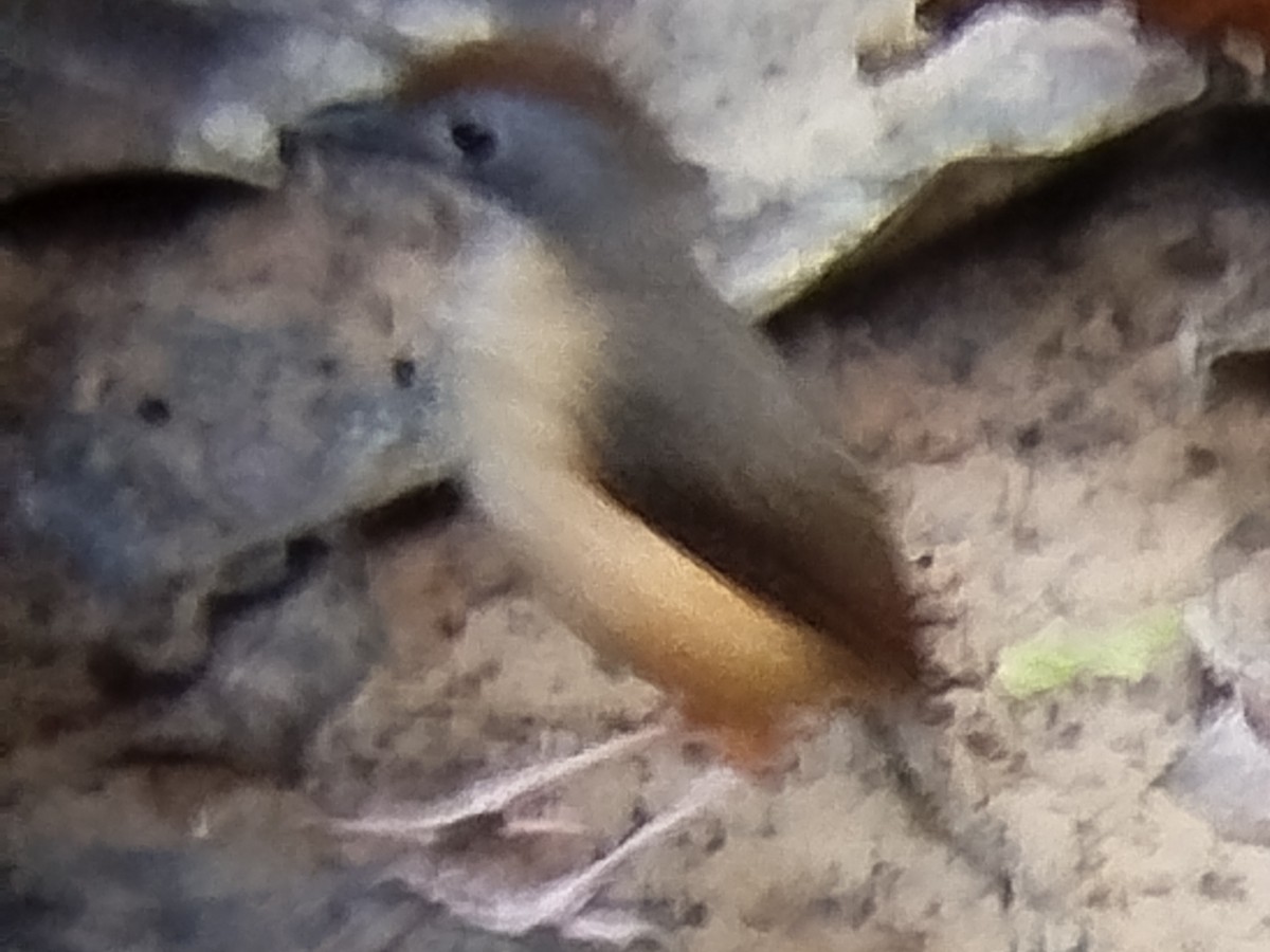 Short-tailed Babbler - ML616204398