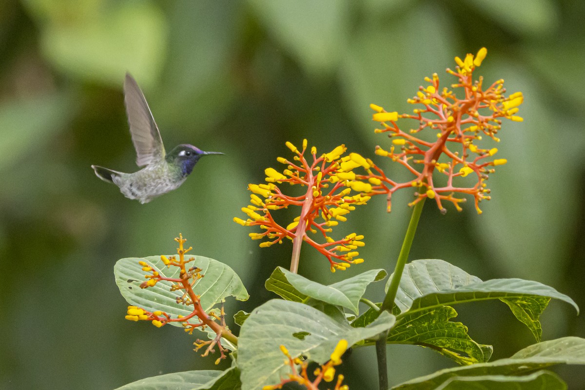 Violet-headed Hummingbird - ML616204410