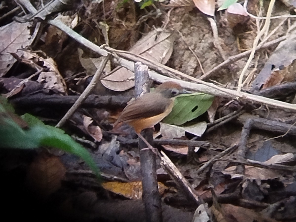 Short-tailed Babbler - ML616204450