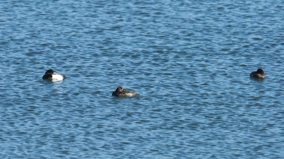 Greater Scaup - ML616204610