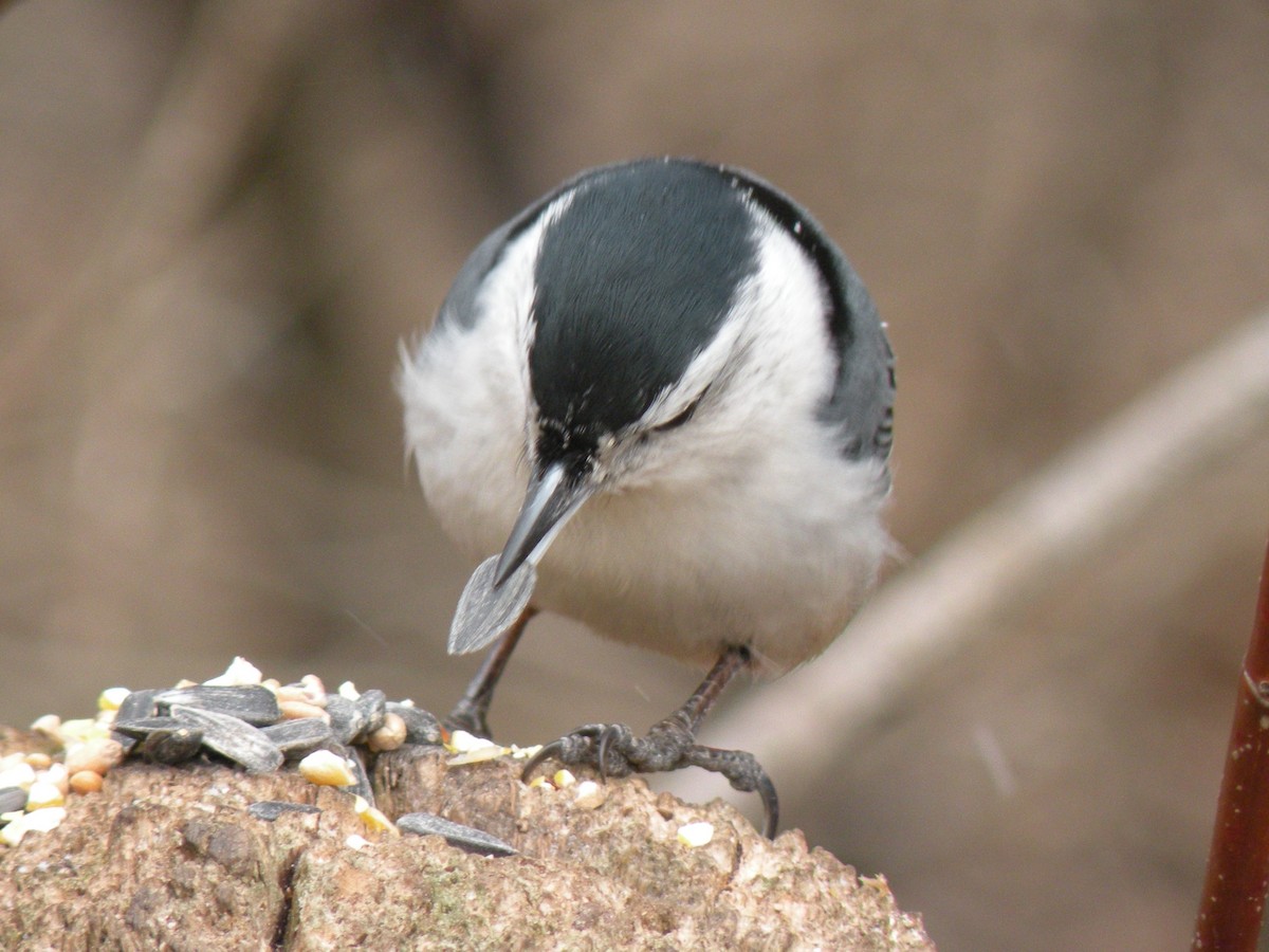 White-breasted Nuthatch - ML616204722