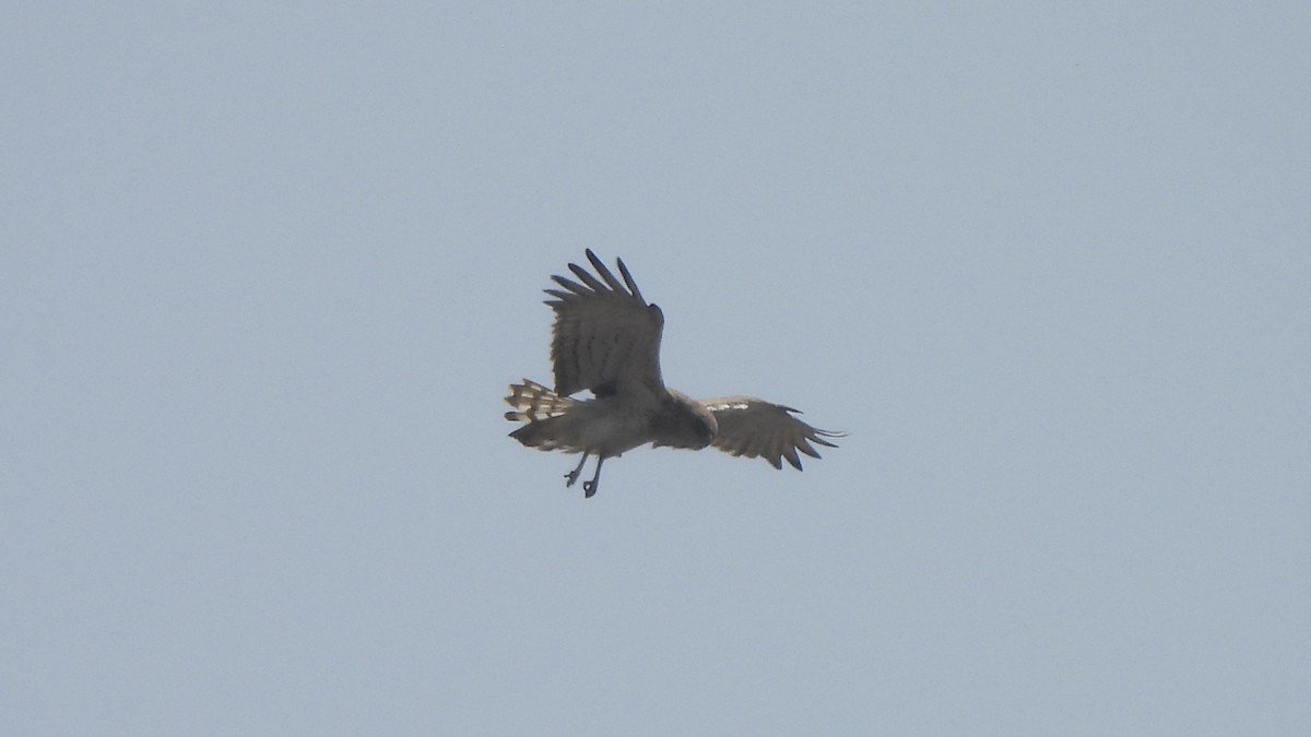 eBird India Checklist - 18 Mar 2024 - Nandi Hills - 54 species