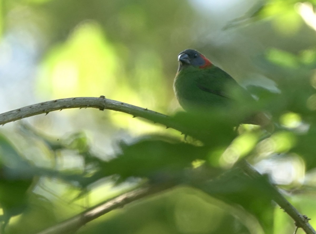 Red-eared Parrotfinch - ML616204815