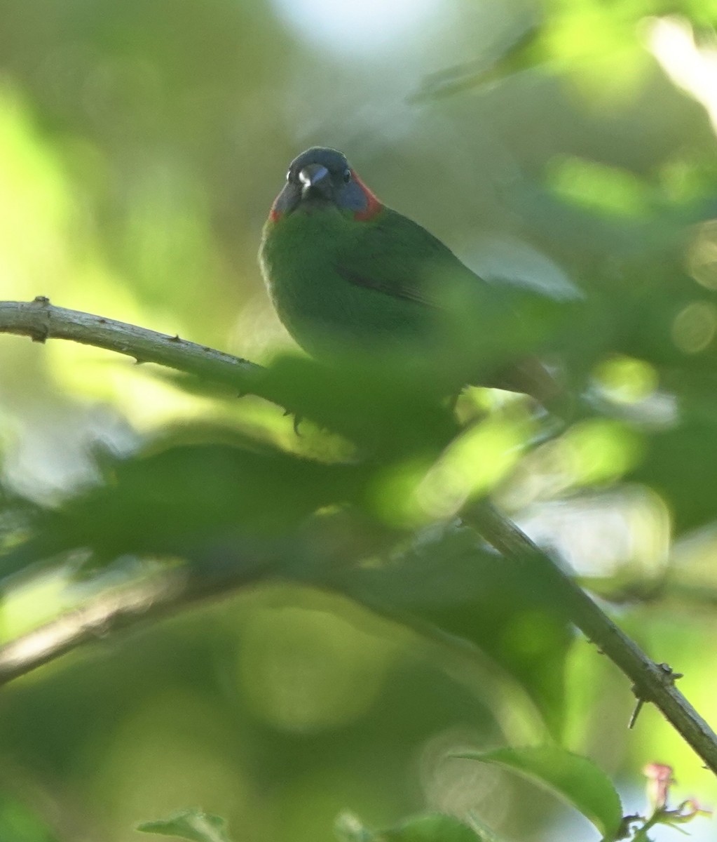 Red-eared Parrotfinch - ML616204816