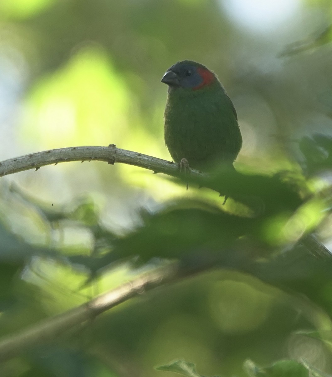 Red-eared Parrotfinch - ML616204819