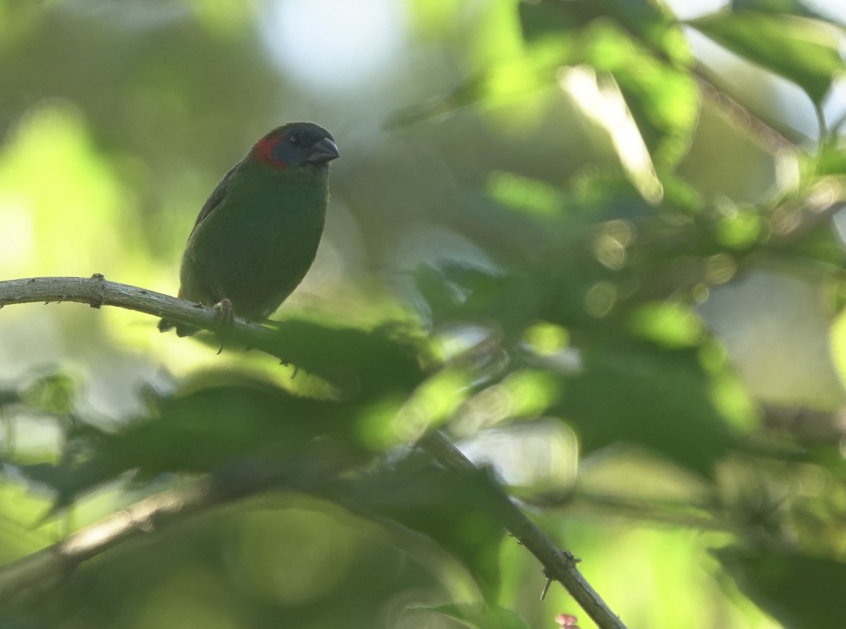 Red-eared Parrotfinch - ML616204821