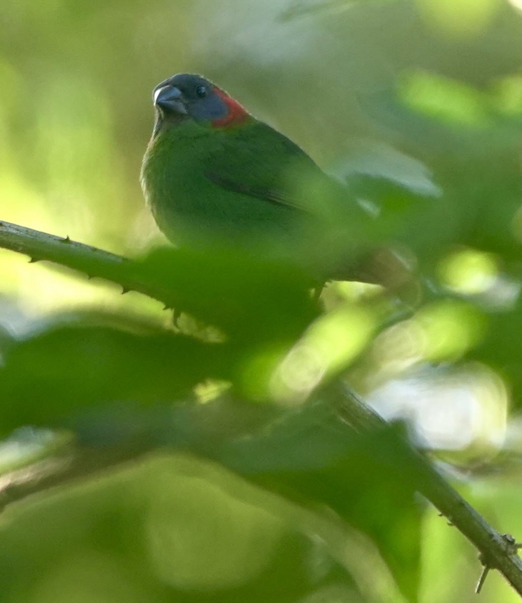 Red-eared Parrotfinch - ML616204823