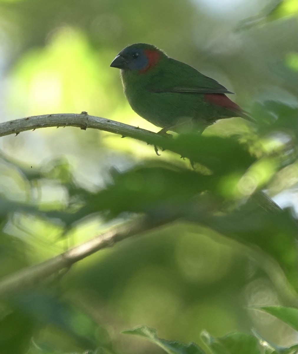 Red-eared Parrotfinch - ML616204824