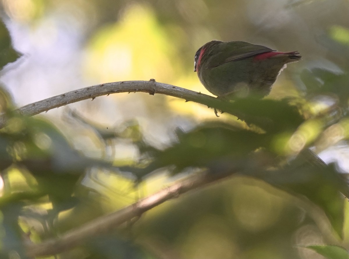 Red-eared Parrotfinch - ML616204826