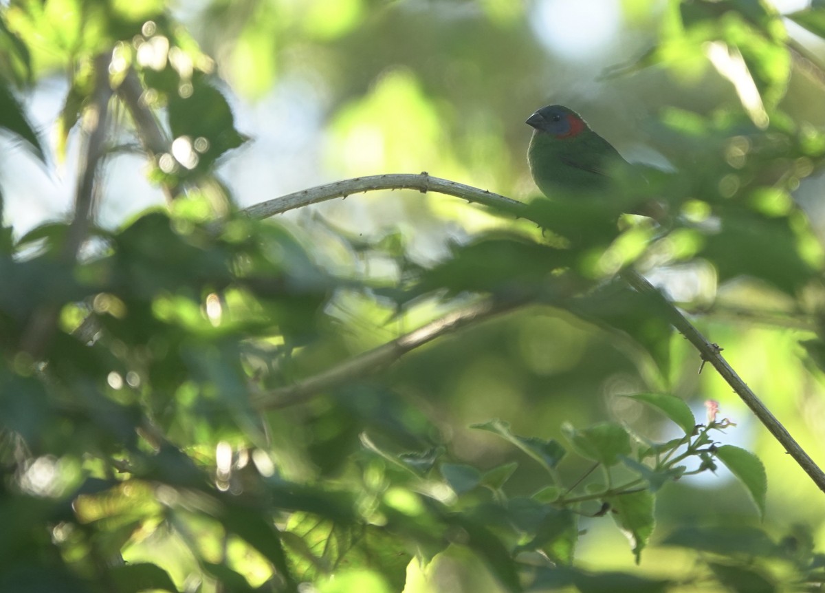 Red-eared Parrotfinch - ML616204827