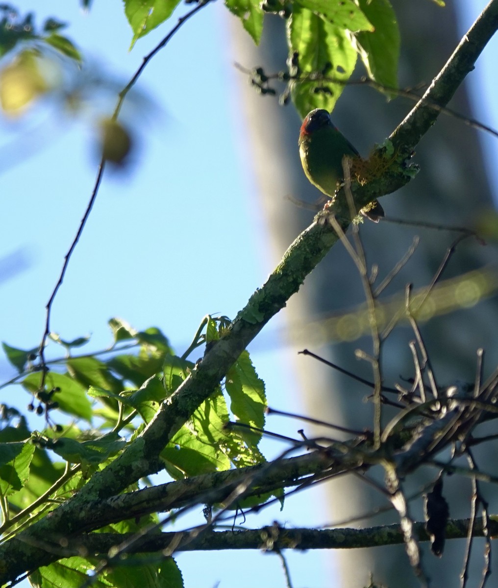 Red-eared Parrotfinch - ML616204828