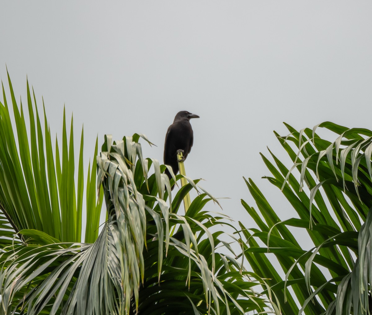 Jamaican Crow - ML616205130