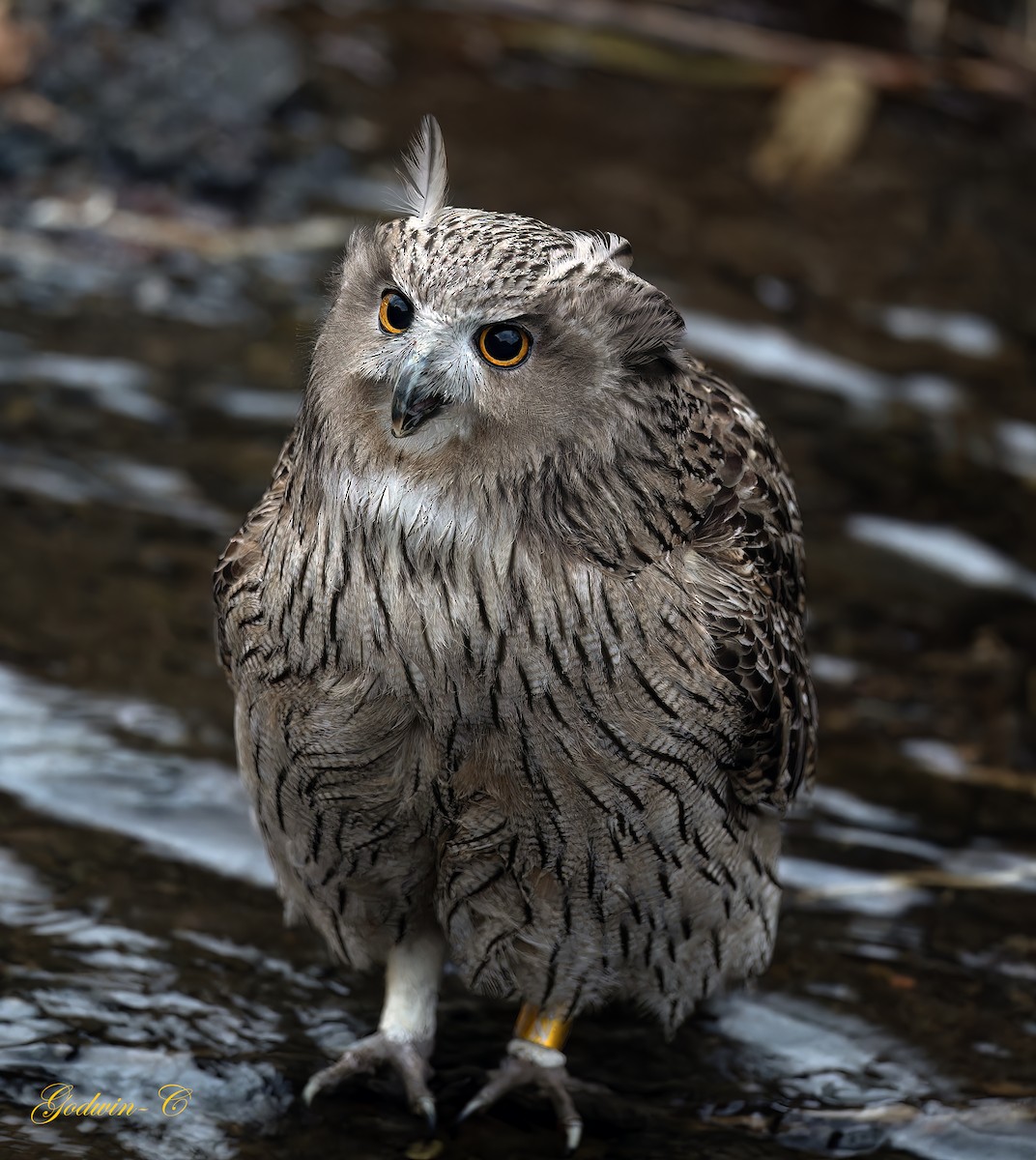 Blakiston's Fish-Owl - ML616205184