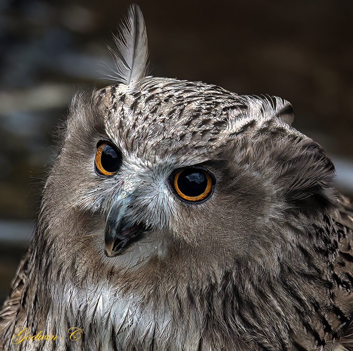 Blakiston's Fish-Owl - ML616205192