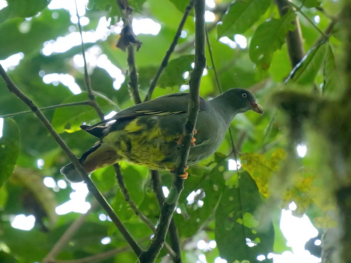 Sao Tome Green-Pigeon - ML616205198
