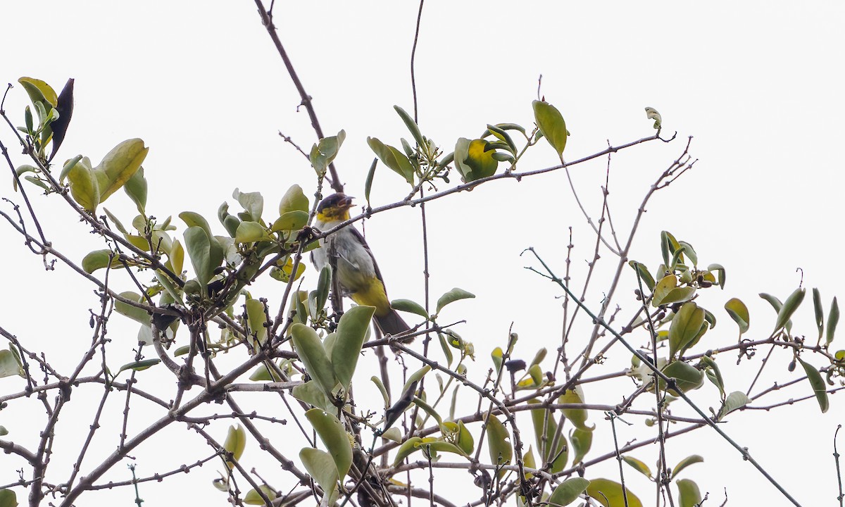 Yellow-backed Tanager - ML616205313