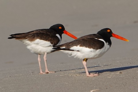American Oystercatcher - Karen Thompson