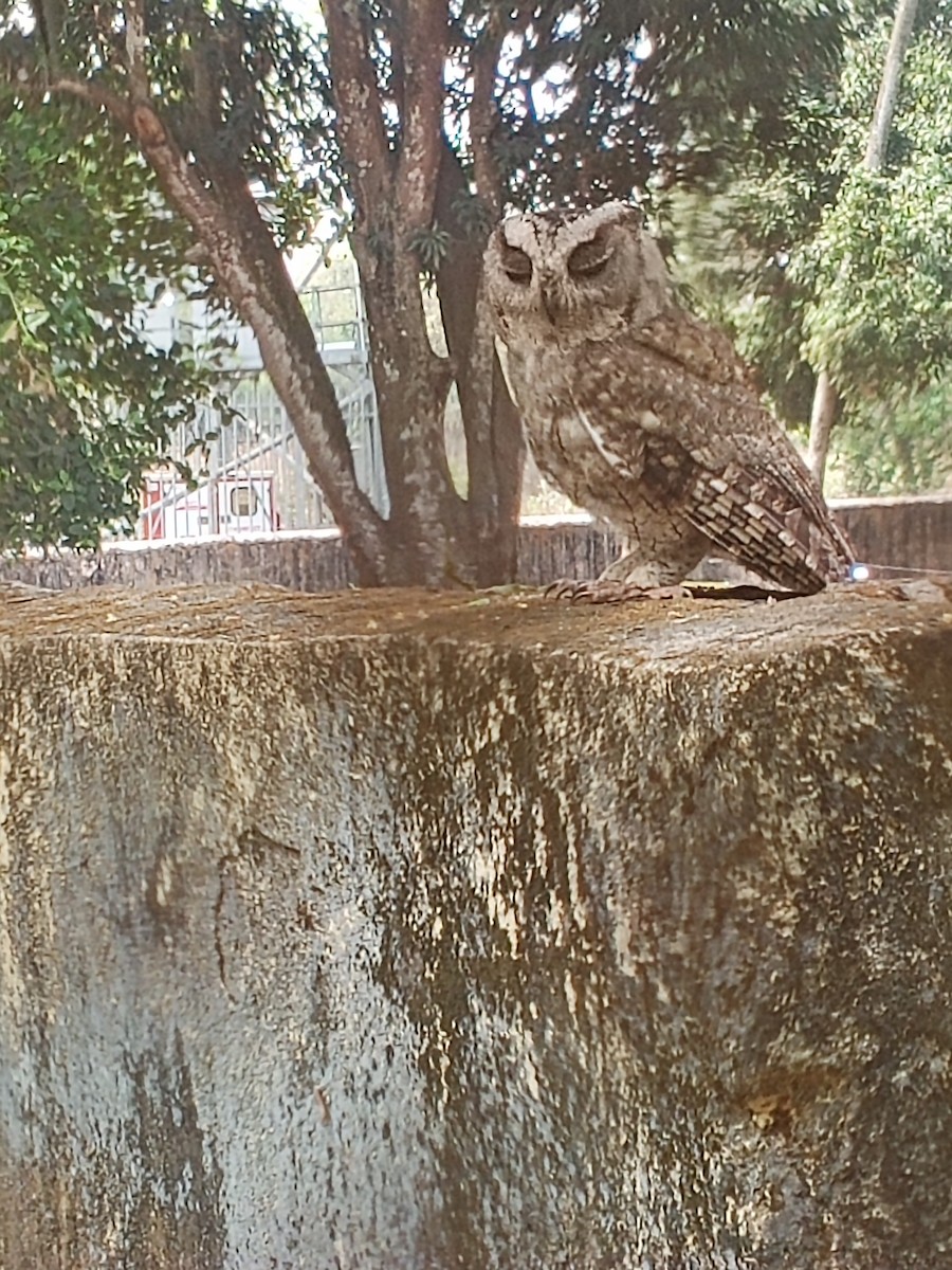 Indian Scops-Owl - ML616205376