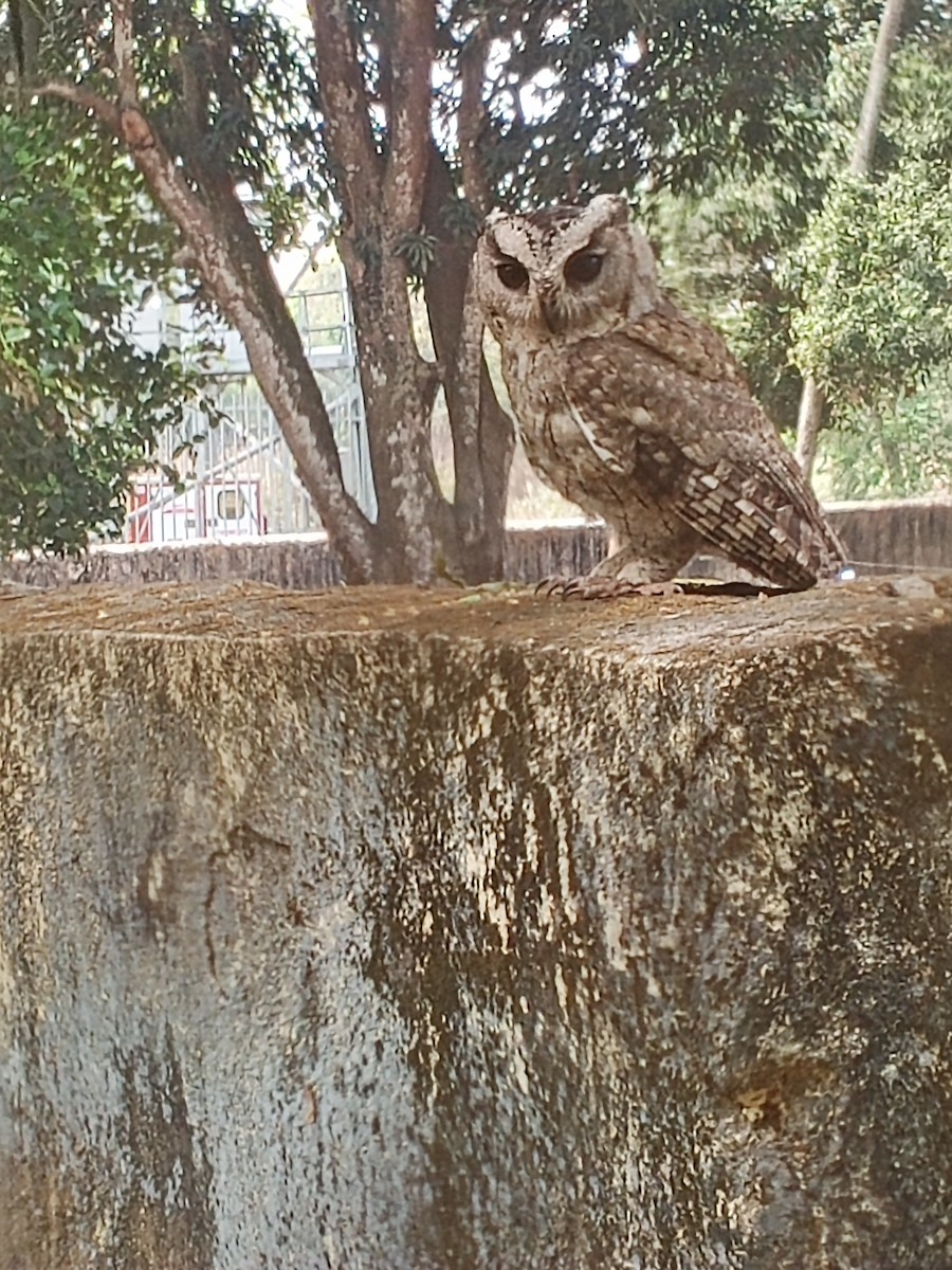 Indian Scops-Owl - ML616205377
