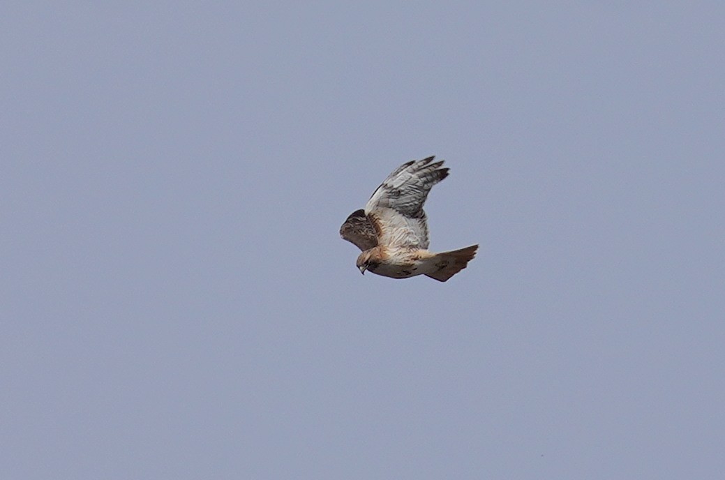 Red-tailed Hawk - ML616205416