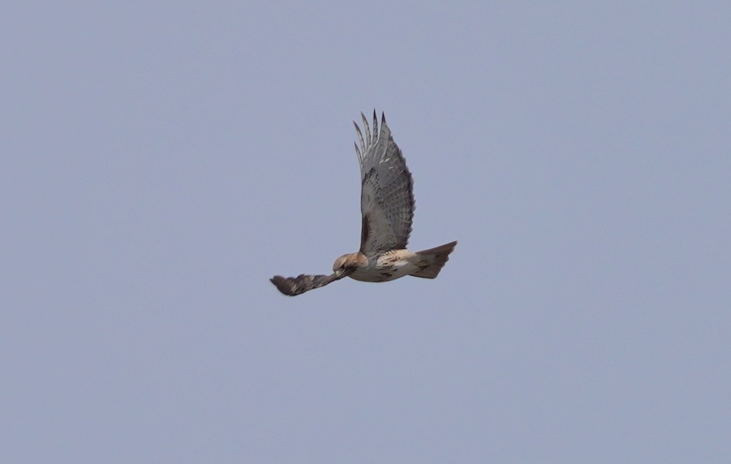 Red-tailed Hawk - ML616205421