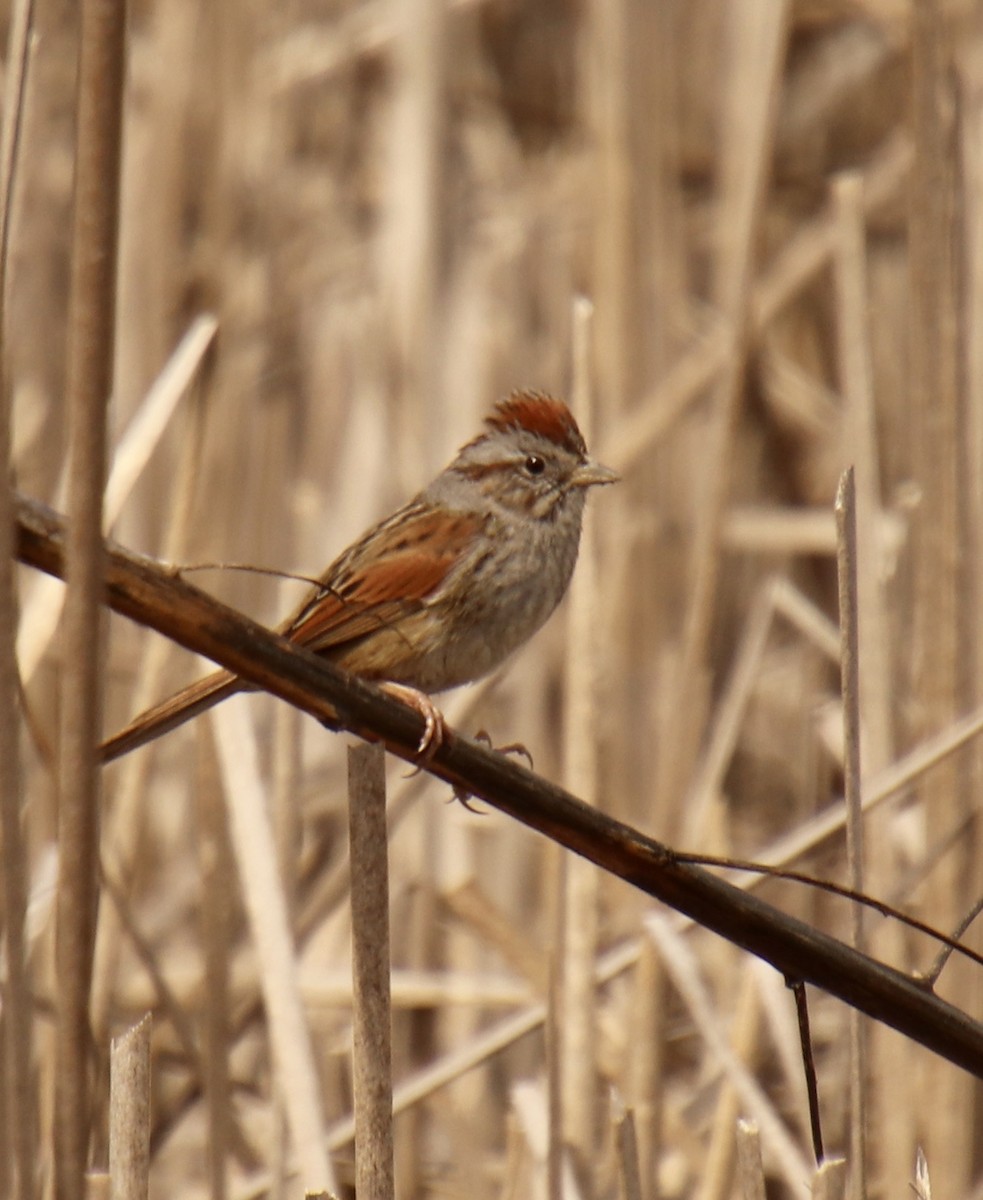 Swamp Sparrow - ML616205598