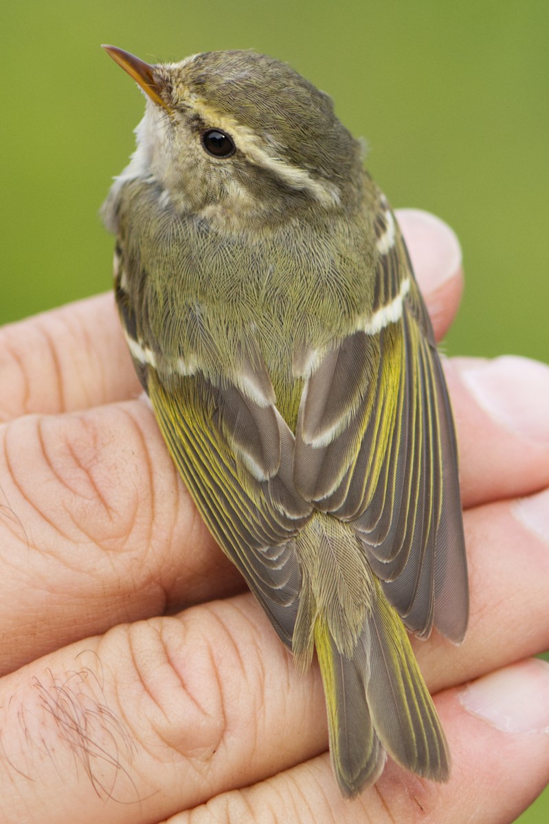 Yellow-browed Warbler - ML616205652